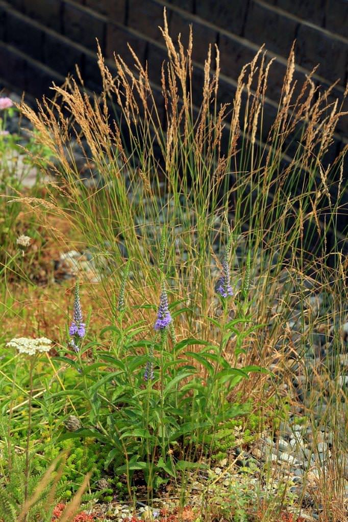 Сад на крыше