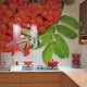 Glass Splashbacks