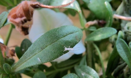 Tiny White Pests All Over Flowers