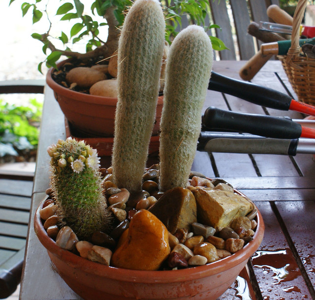 Hazlo tú mismo: Una sencilla composición de cactus para el jardín