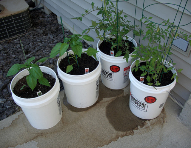 Growing Roma Tomatoes in 5 Gallon Containers