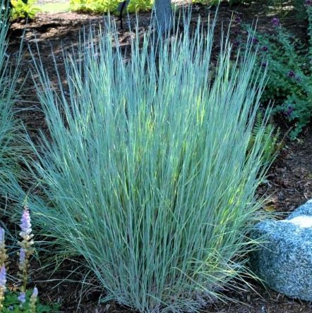 *Little bluestem - Schizachyrium scoparium