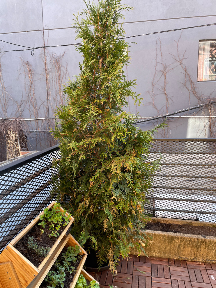Potted fir tree turning brown