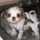 tom_truong