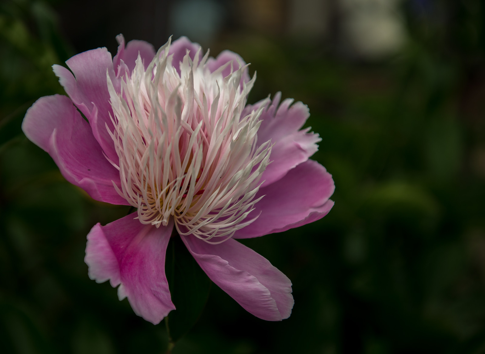 Городской сад
