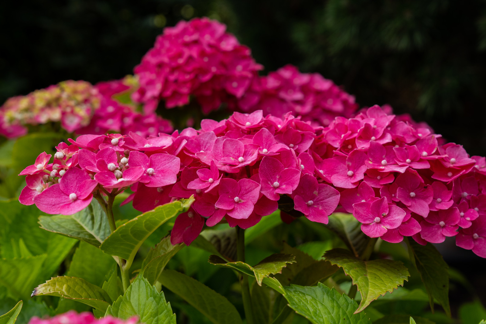 Гортензии для сада премиум-класса