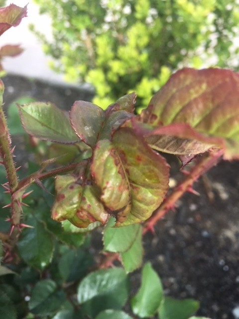 Are my roses affected by rust?