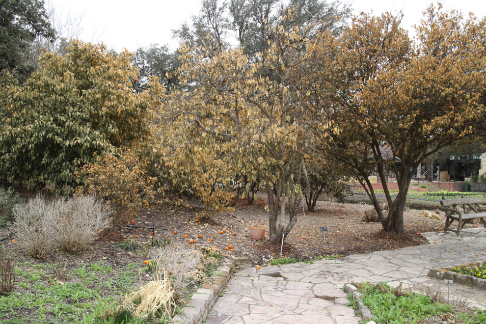Freeze recovery at Botanical Garden butterfly section (San Antonio)
