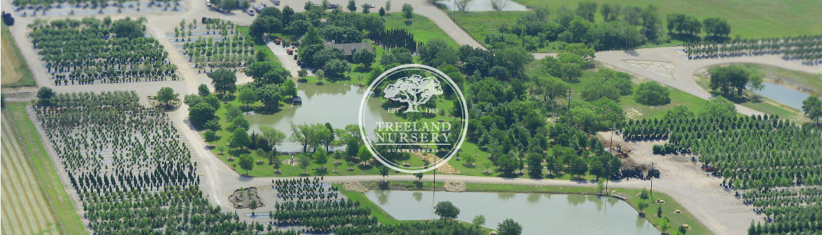 Treeland Nursery Gunter Tx Us 75058 Treeland Nursery