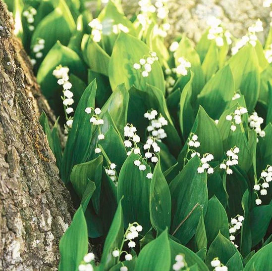 Lilies of the Valley as ground cover for Peter Atkins and Associates woodland walk