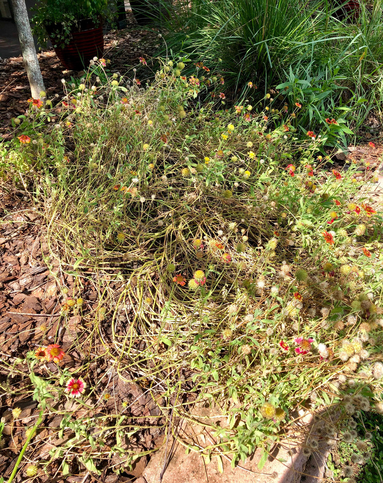When and how to cut back Blanket Flower Gaillardia Grandiflora