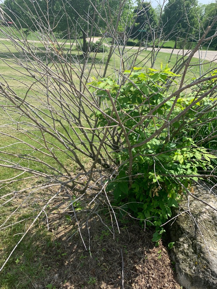 Shrubs Dying at Alarming Rate