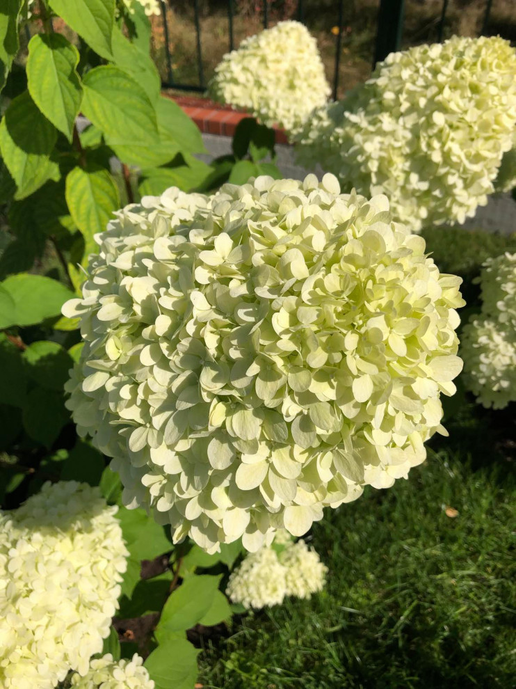 Озеленение территории г. Гурьевск, Калининградская область