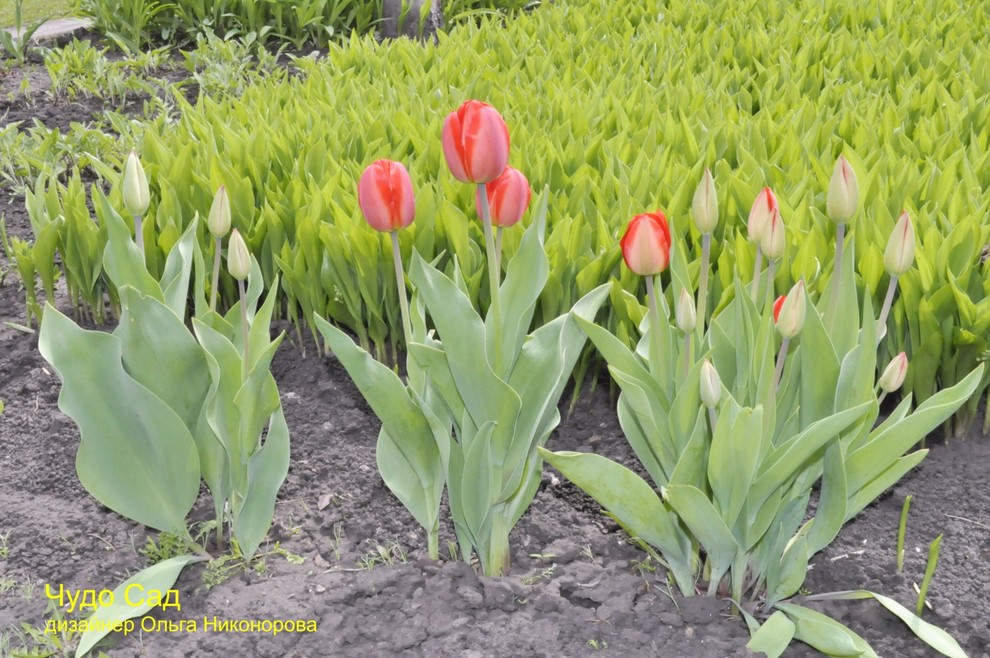 Ландышевая поляна