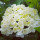 Hydrangeas Online