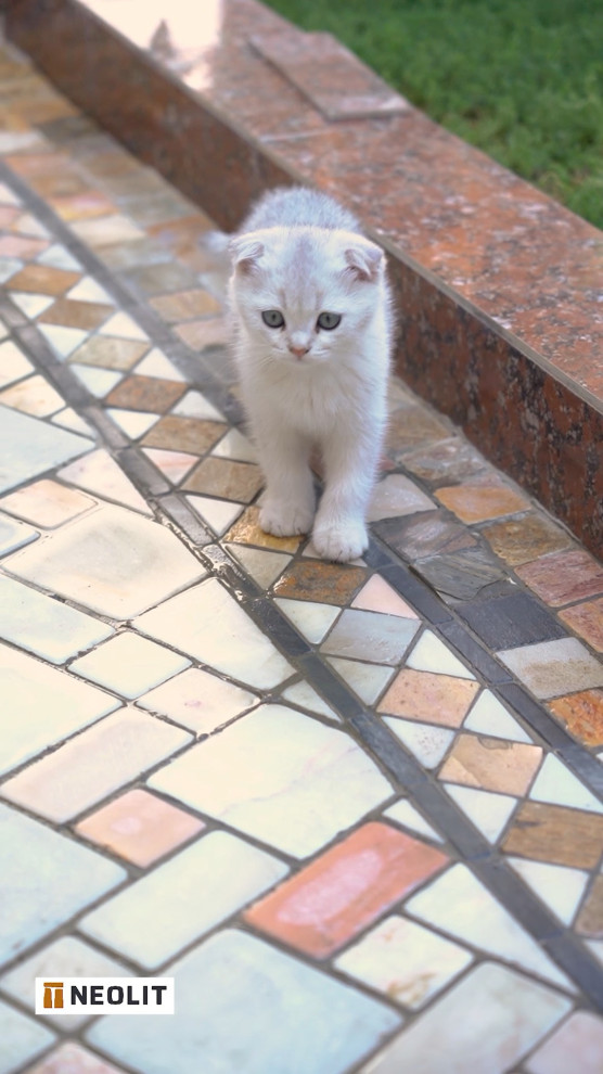 -6075908190164522094.mp4