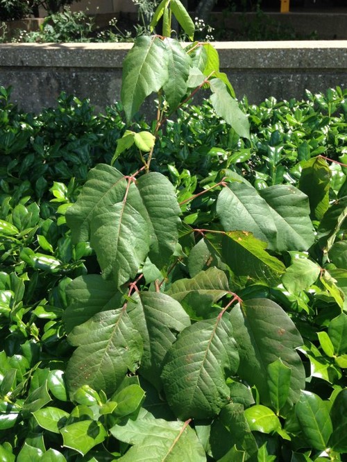 Getting Rid of Poison Ivy