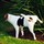 dustin_finley