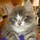 susan_harwood8053534