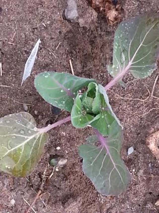 Brussel Sprouts turning colors