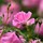 margaret_eaton83