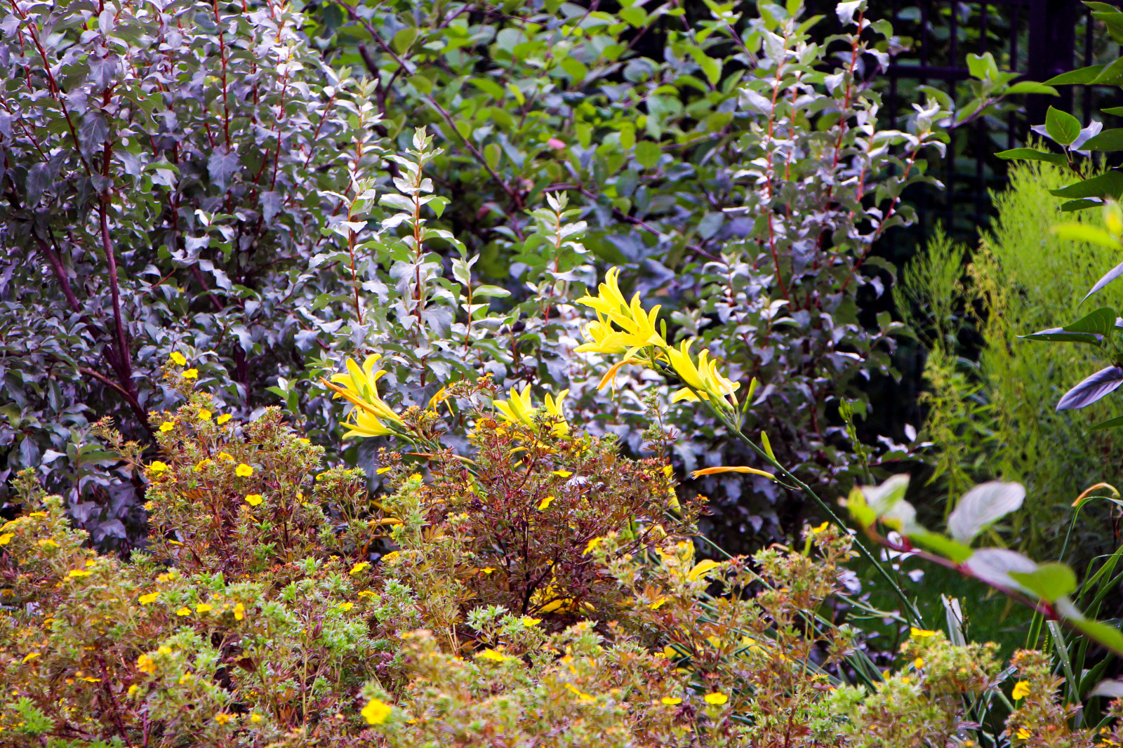 Новые Вешки