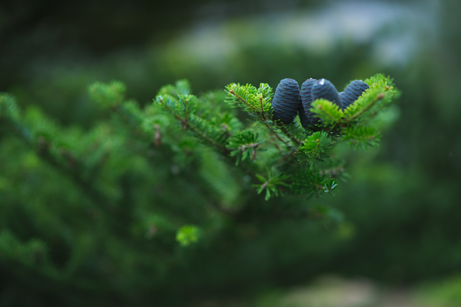 Регулярная классика