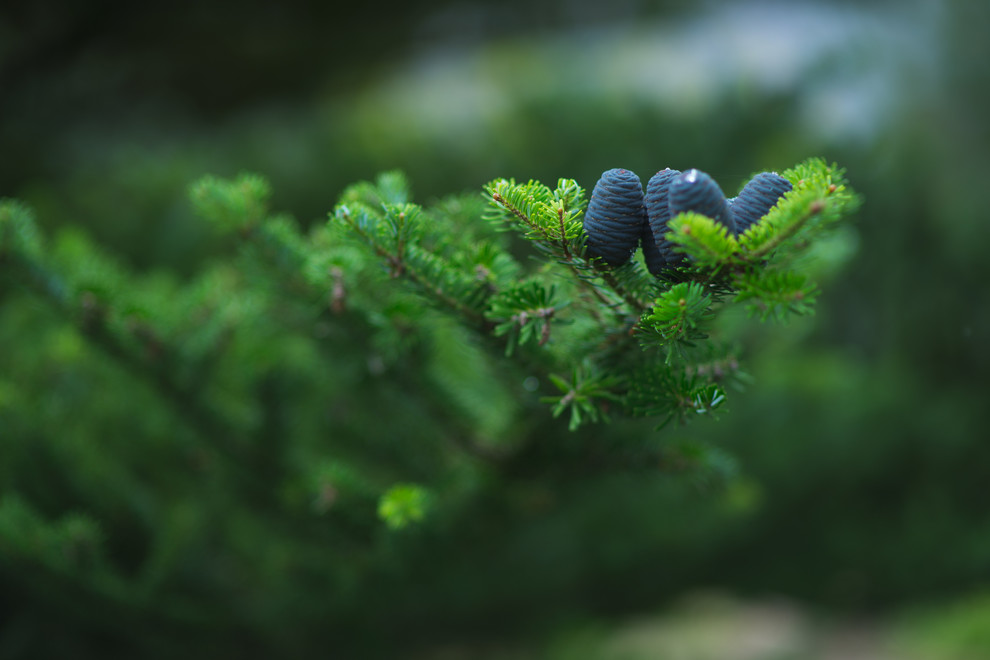 Регулярная классика