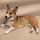 Corg