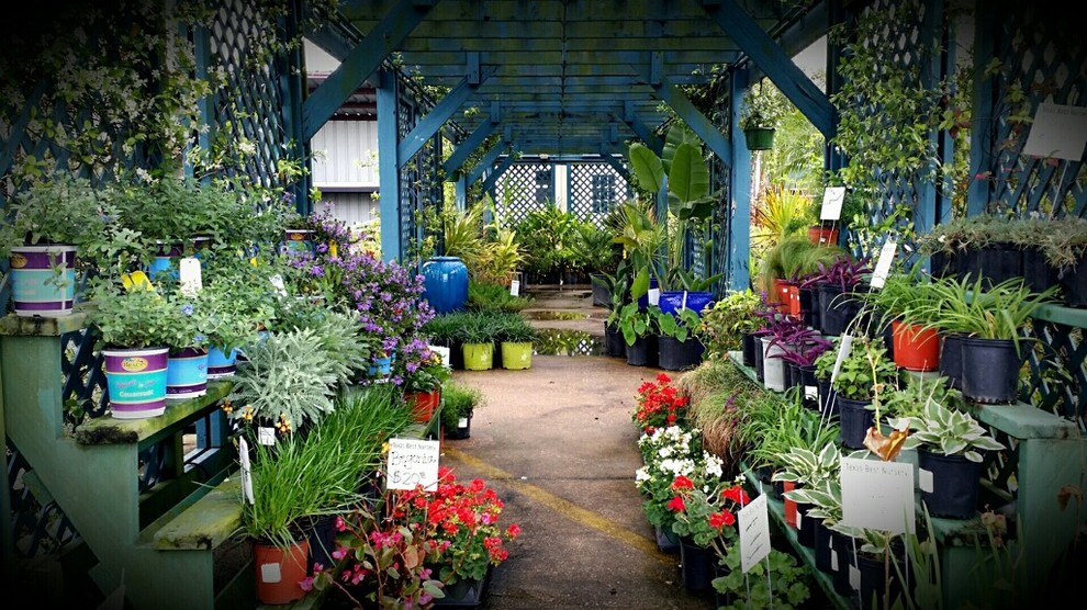 Texas Best Nursery Revitalization