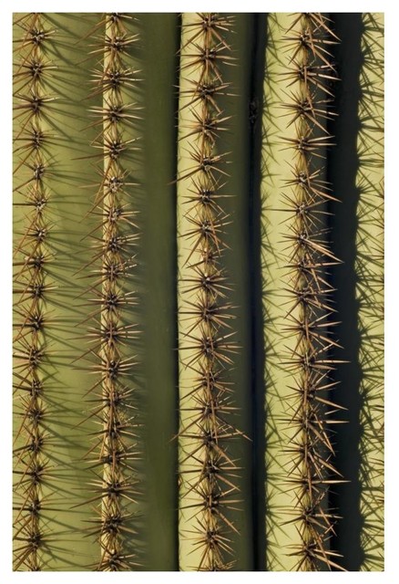 Saguaro Cactus Spines Saguaro National Park Arizona Wall Art Southwestern Prints And Posters By Global Gallery