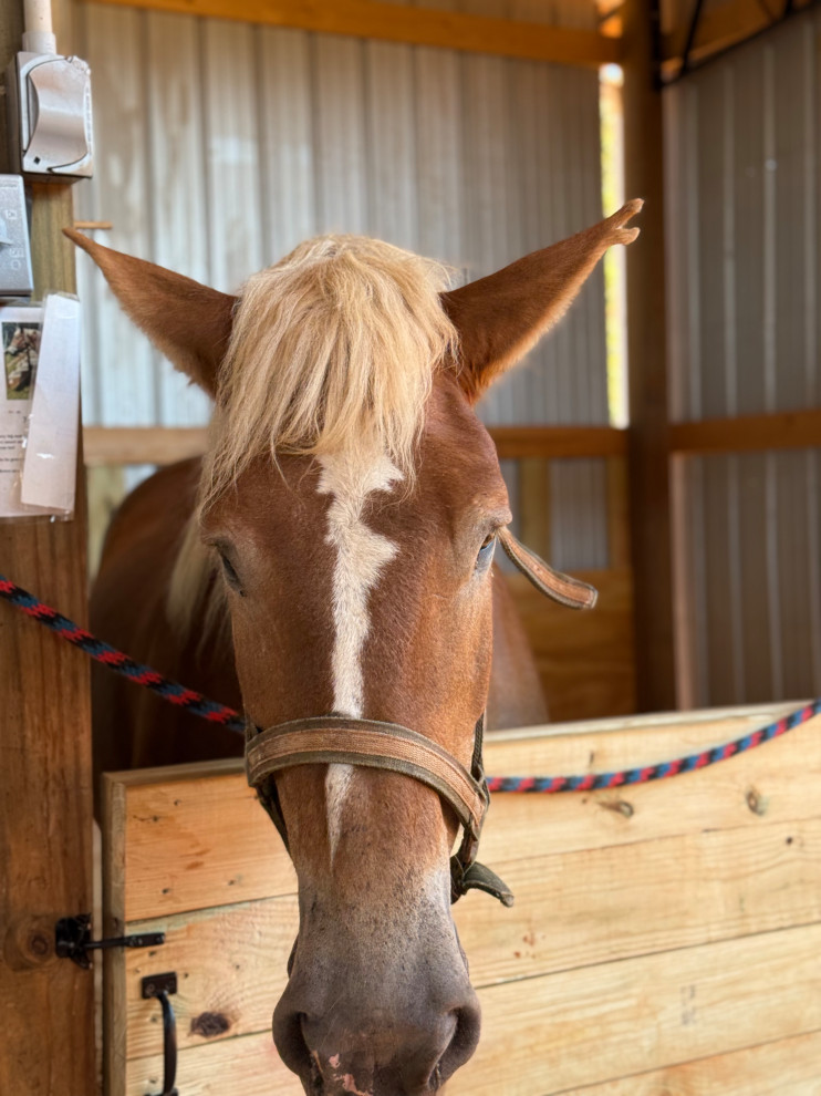 Reece Center Barn Renovation