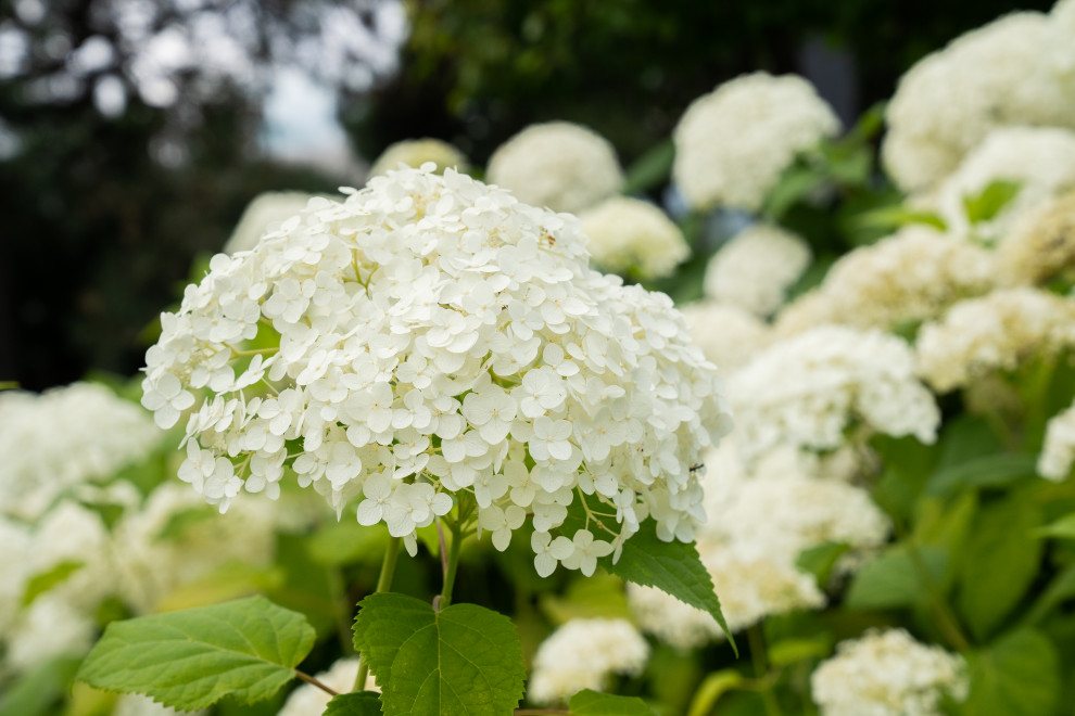 Гортензии для сада премиум-класса