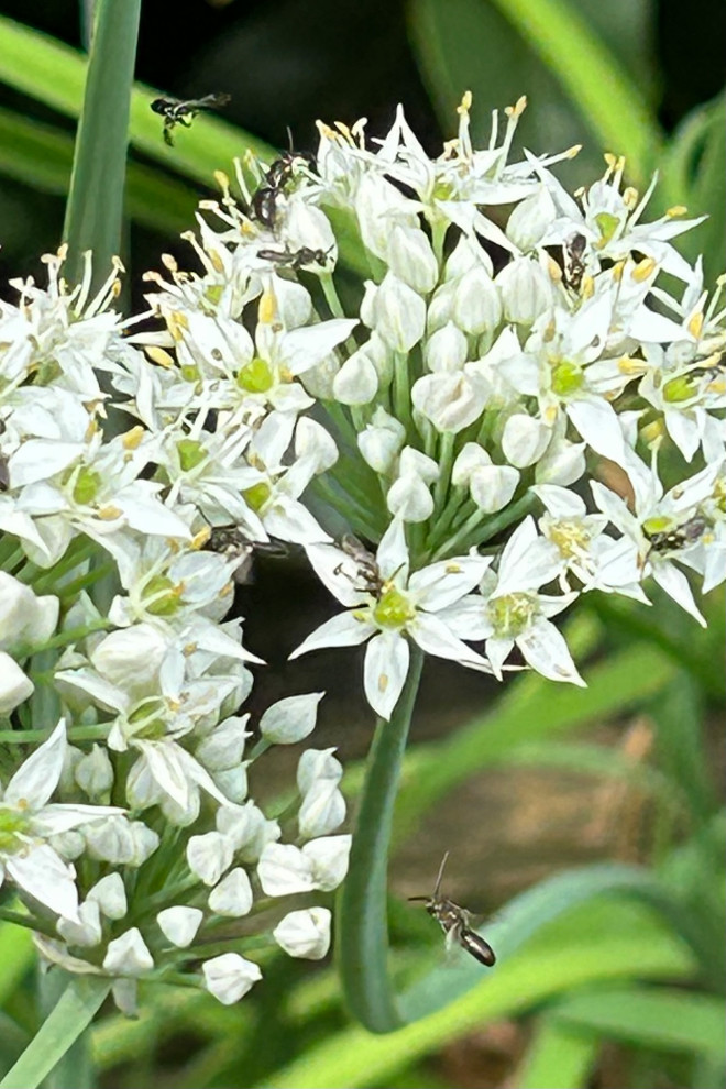 Name that flying bug