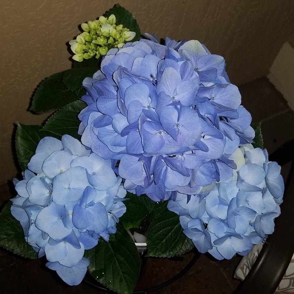 Blue/purple Hydrangeas turning green?