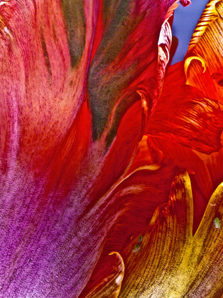 "Flower Form #6954" Art Print, Aluminum Dibond, Small