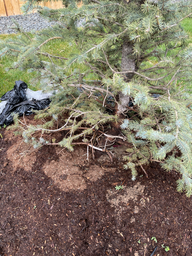 Help w blue spruce tree dying?