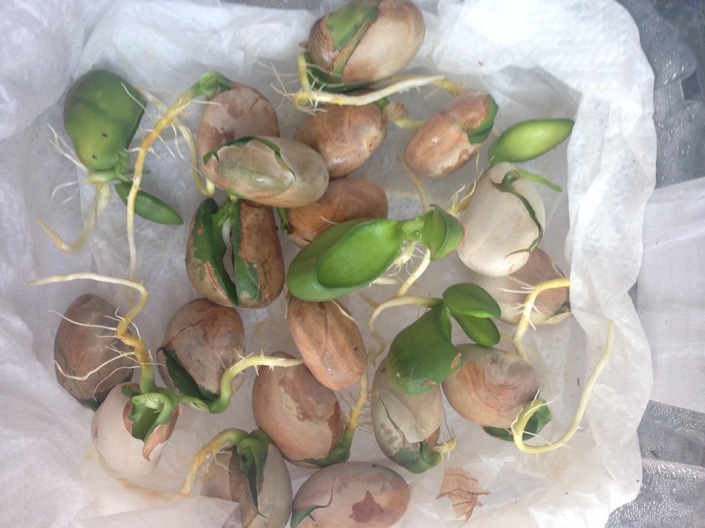 SPROUTED Jackfruit Seeds Available | Houzz Forum