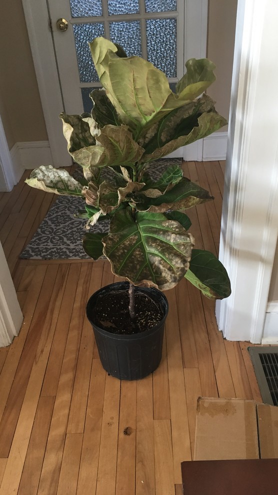 images of money tree plant Pachira aquatica 'Money Tree' – Snakeroot Botanicals main image 1