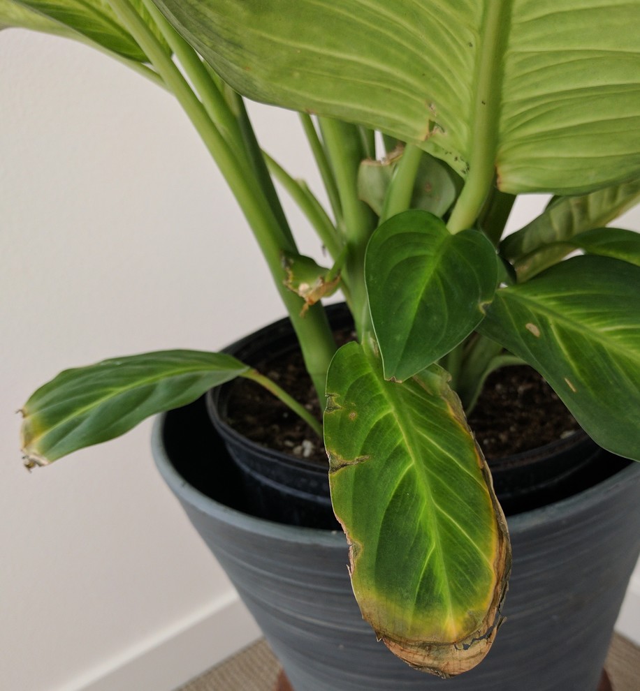 Dieffenbachia leaf edges brown and ripped