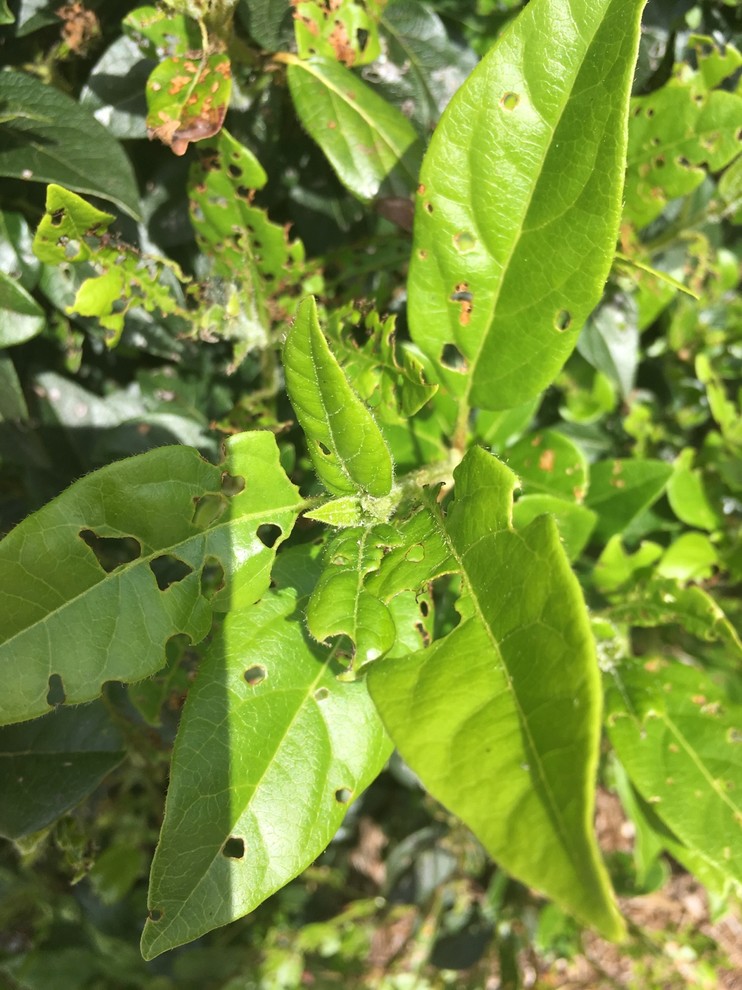 What is eating my viburnum?