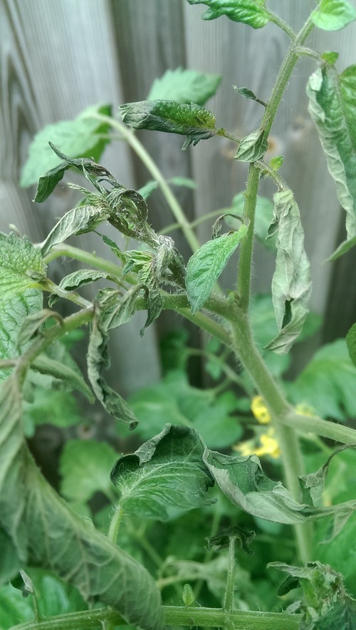 Top of tomato plant is wilting after watering with Epsomsalt