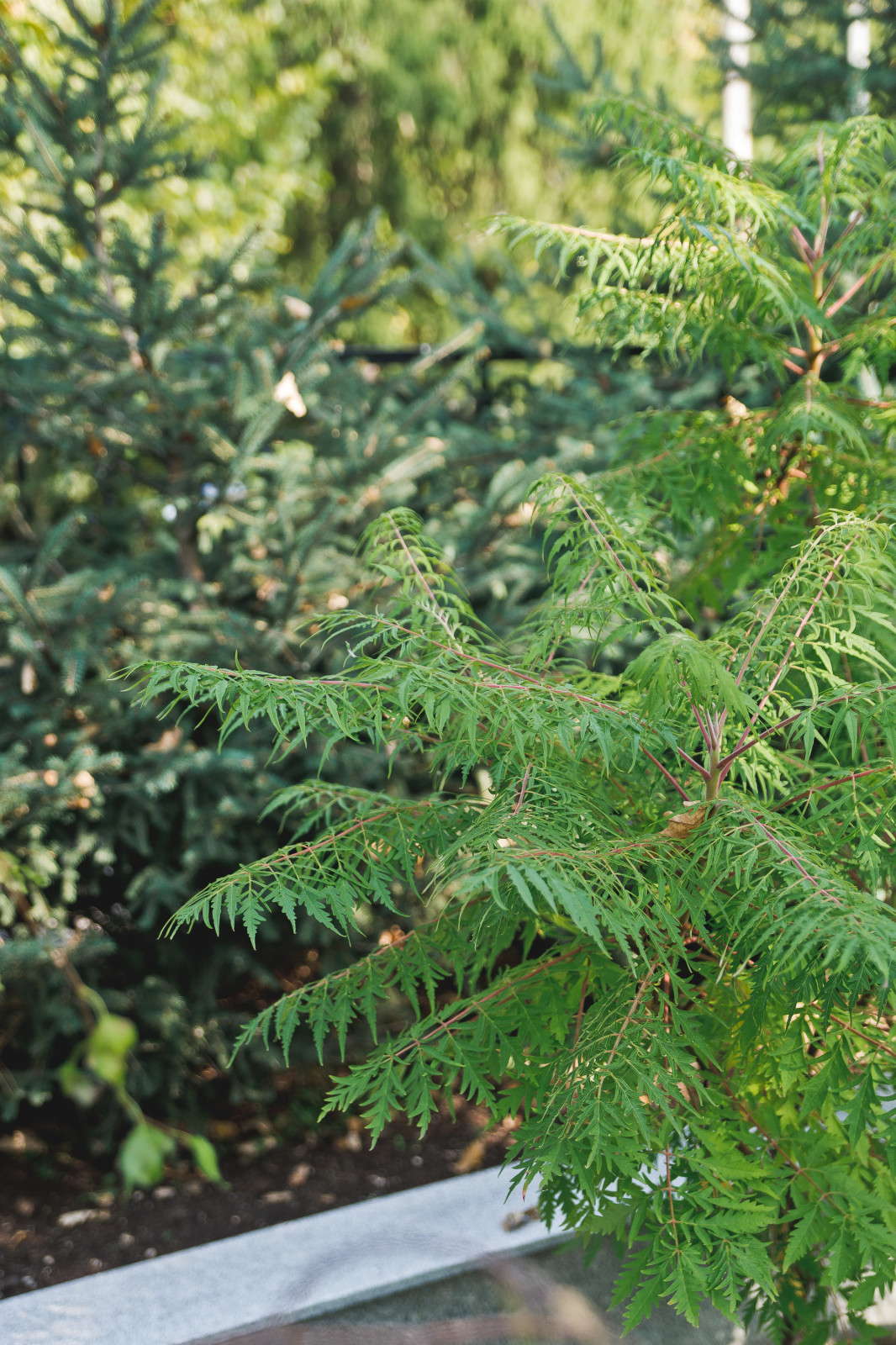 Маленький сад перед таунхаусом
