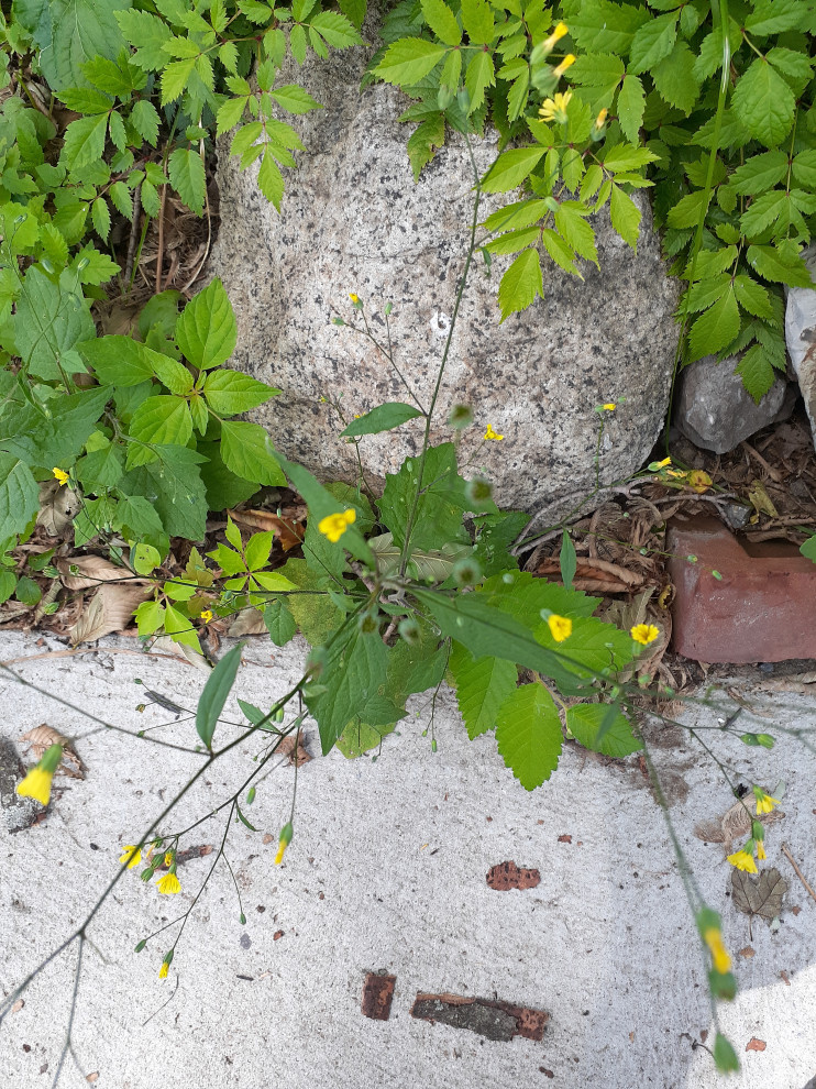 Two different yellow flowered "weeds"