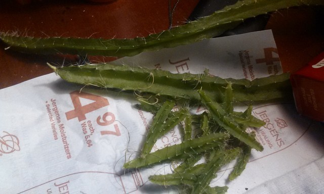 can anyone give advice on rooting dog tail cacti?? | Houzz Forum