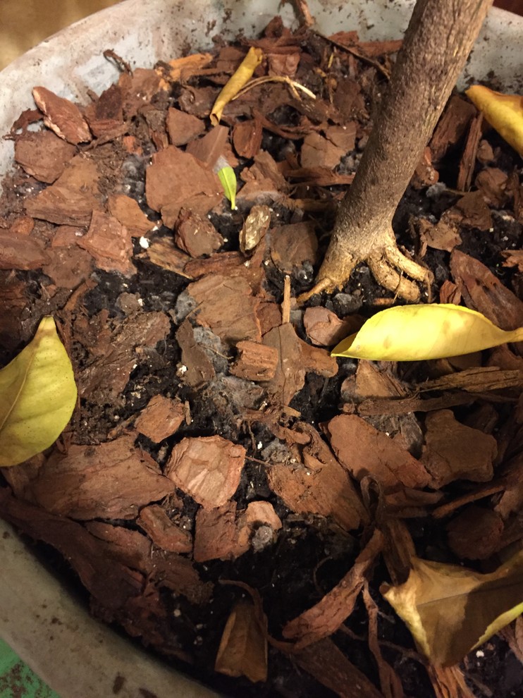 Is this mold on my potting mix??