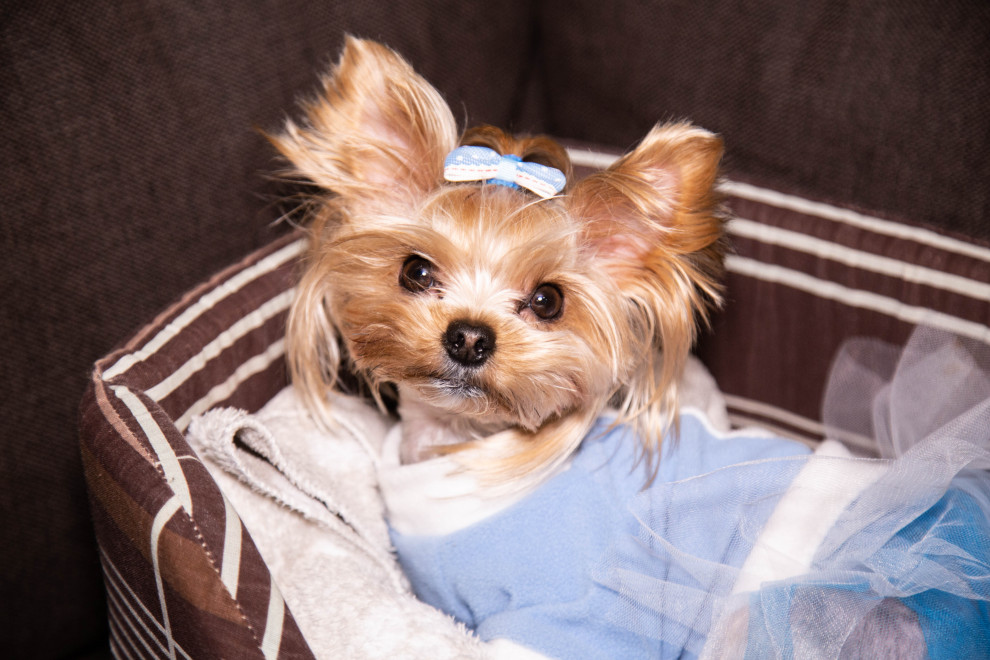 Хозяин квартиры