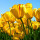 ranna_sharaf