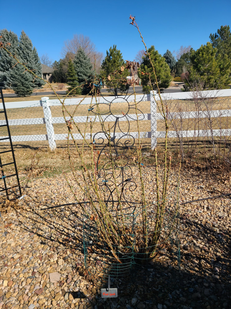 Going to make a visit to High Country Roses | Houzz Forum