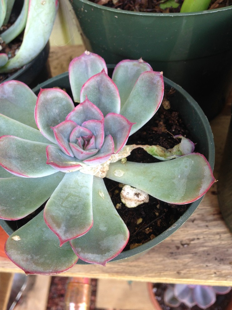 Something eating my succulents